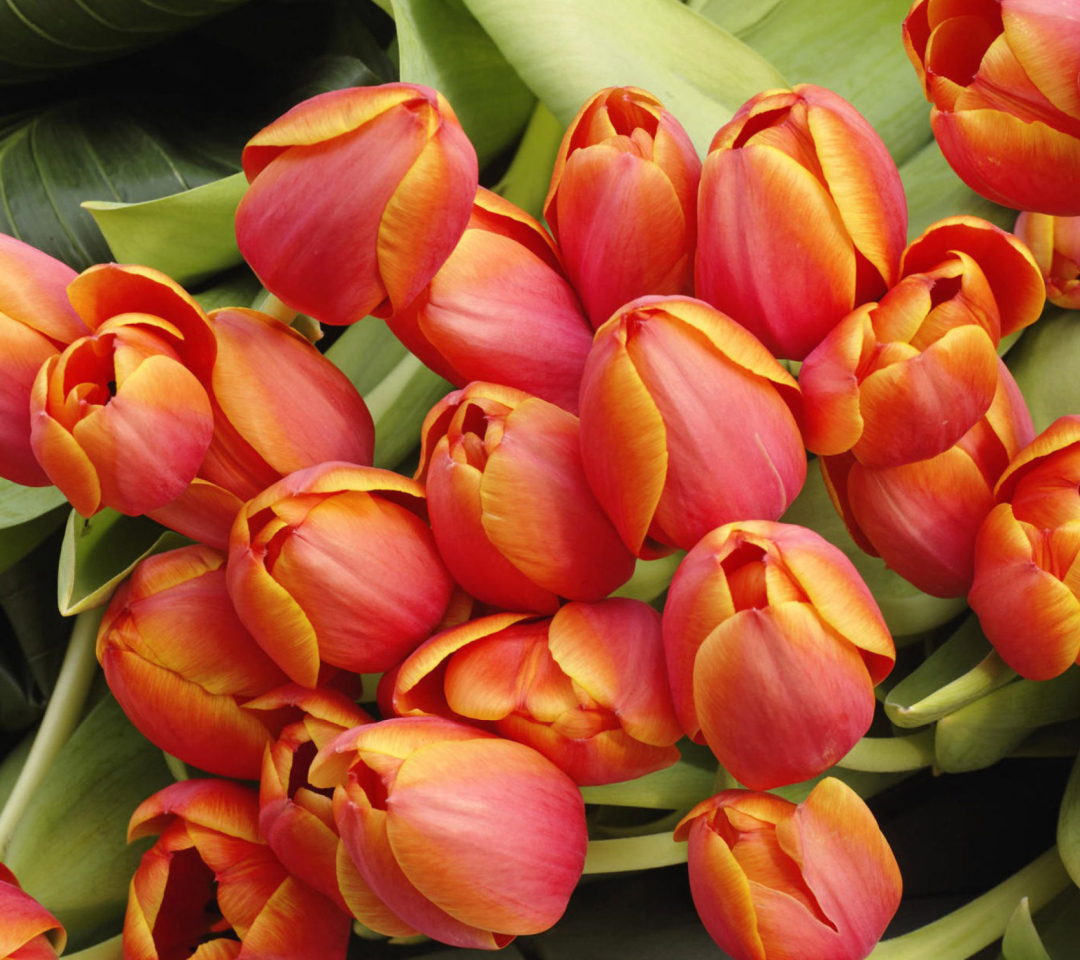 Fondo de pantalla Bouquet Of Fresh Tulips 1080x960
