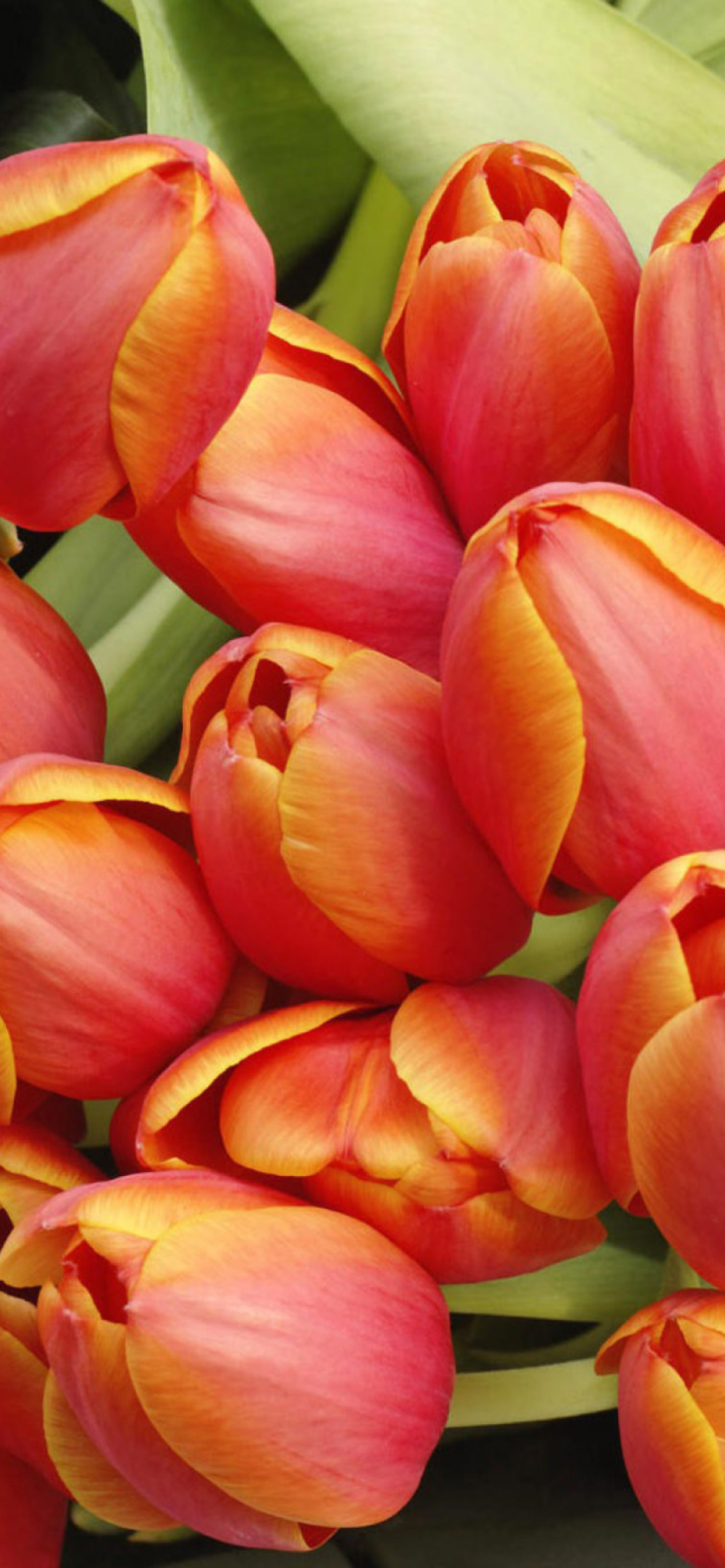 Bouquet Of Fresh Tulips wallpaper 1170x2532