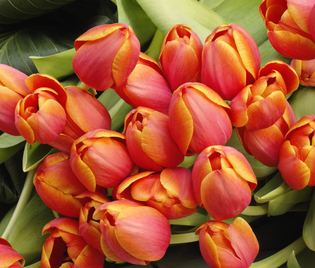 Bouquet Of Fresh Tulips screenshot #1 1200x1024