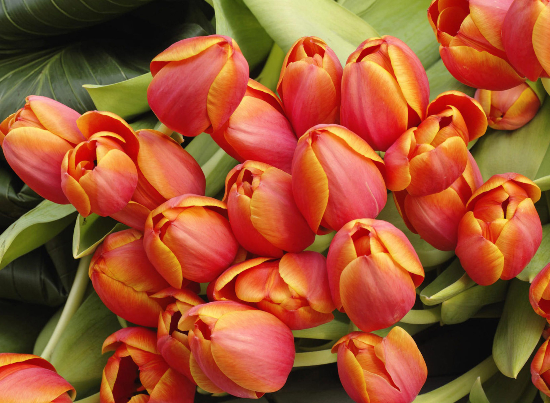 Bouquet Of Fresh Tulips screenshot #1 1920x1408