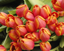 Sfondi Bouquet Of Fresh Tulips 220x176