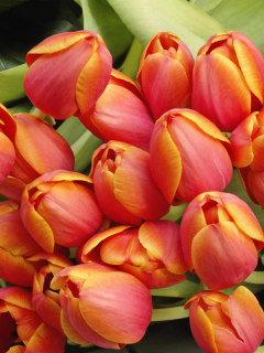 Bouquet Of Fresh Tulips wallpaper 240x320
