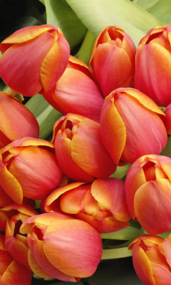 Das Bouquet Of Fresh Tulips Wallpaper 240x400
