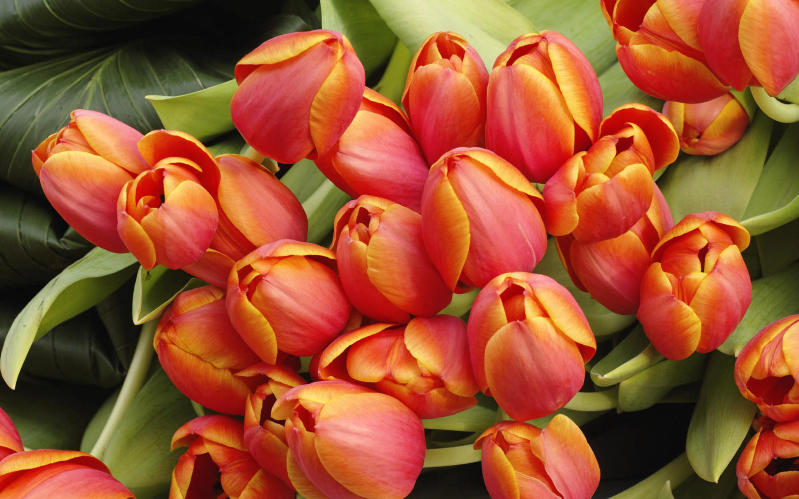 Fondo de pantalla Bouquet Of Fresh Tulips 2560x1600