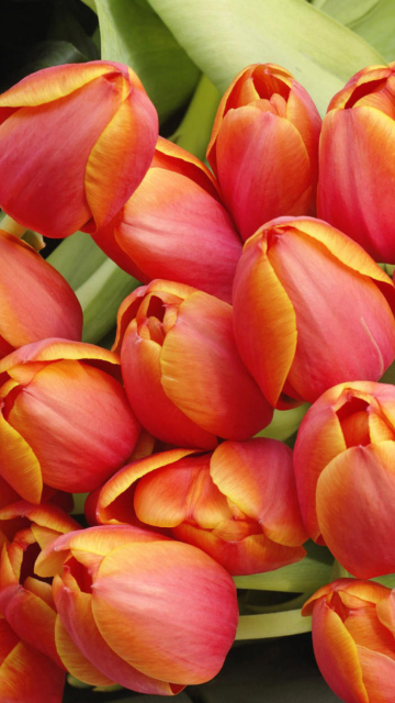 Fondo de pantalla Bouquet Of Fresh Tulips 360x640