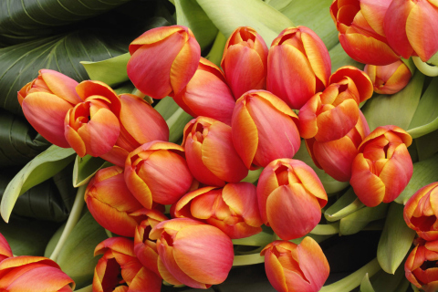 Das Bouquet Of Fresh Tulips Wallpaper 480x320