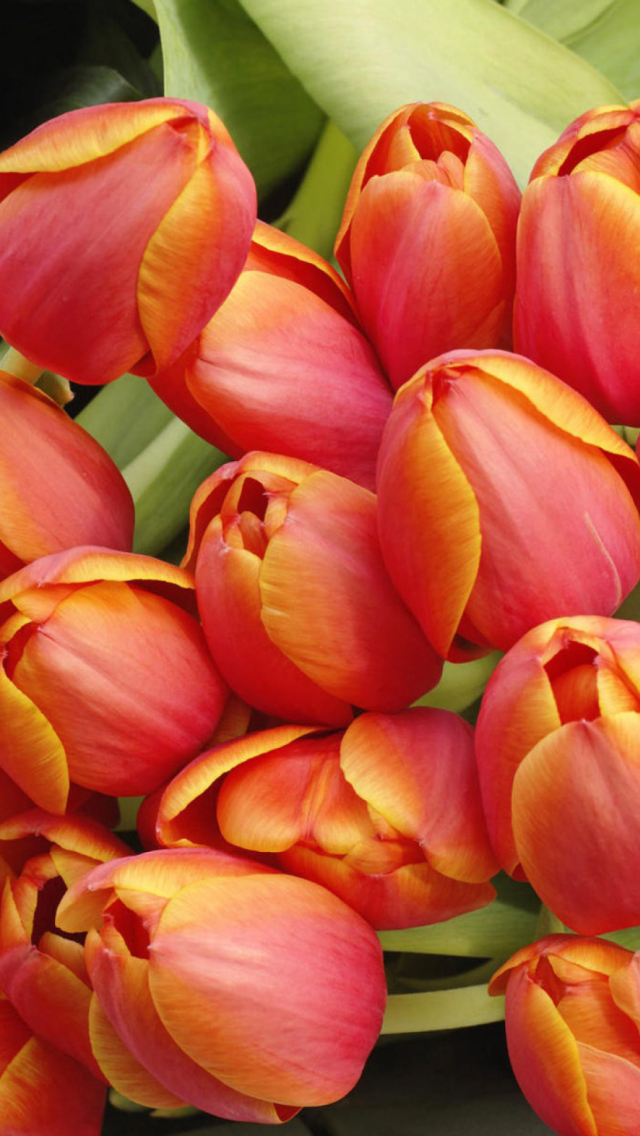 Das Bouquet Of Fresh Tulips Wallpaper 640x1136