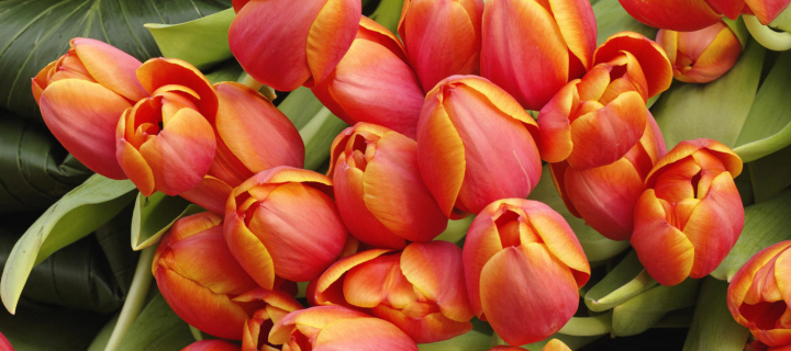 Обои Bouquet Of Fresh Tulips 720x320