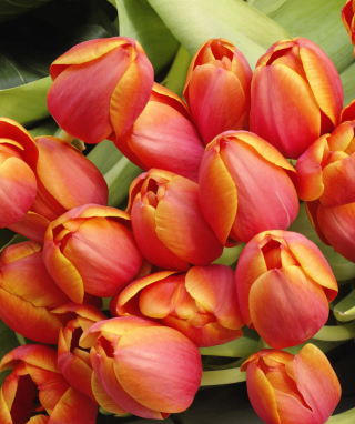 Kostenloses Bouquet Of Fresh Tulips Wallpaper für Nokia 6120 classic