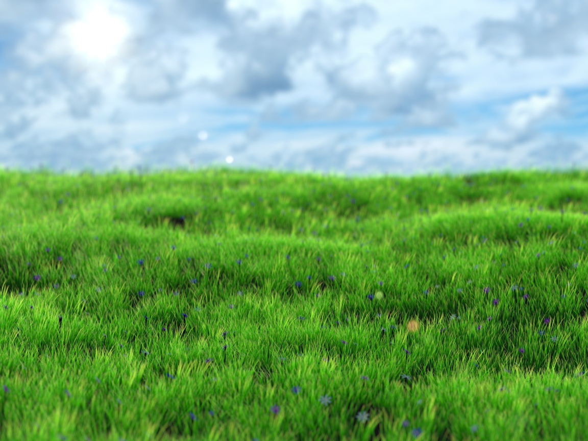 Fondo de pantalla Green Grass 1152x864