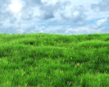 Обои Green Grass 220x176
