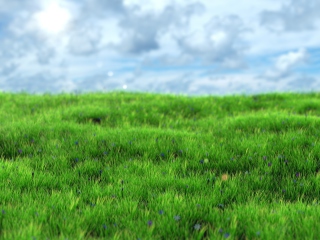 Das Green Grass Wallpaper 320x240