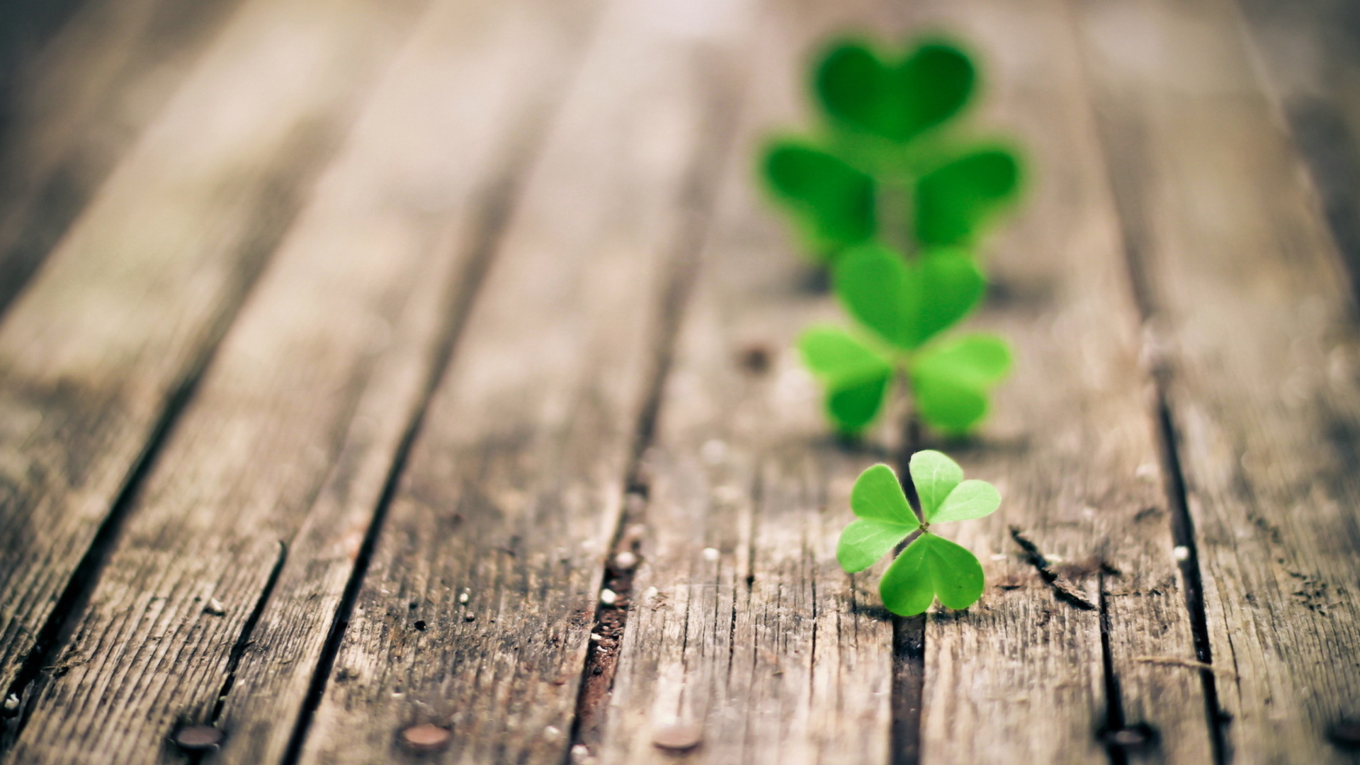 Clover Leaves wallpaper 1920x1080