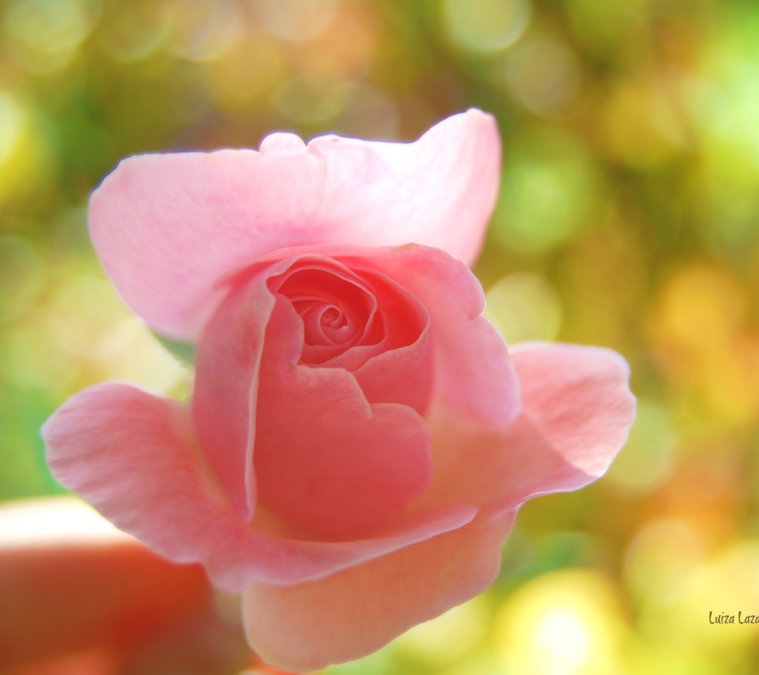 Sfondi Delicate Rose 1080x960