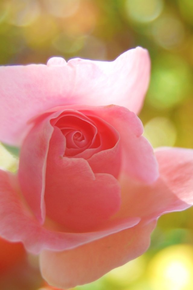 Das Delicate Rose Wallpaper 640x960