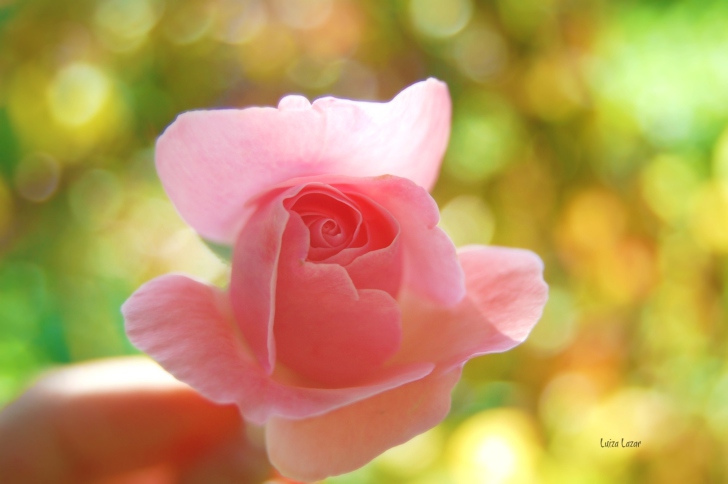 Sfondi Delicate Rose