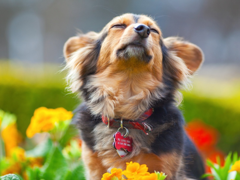 Puppy with leash wallpaper 800x600