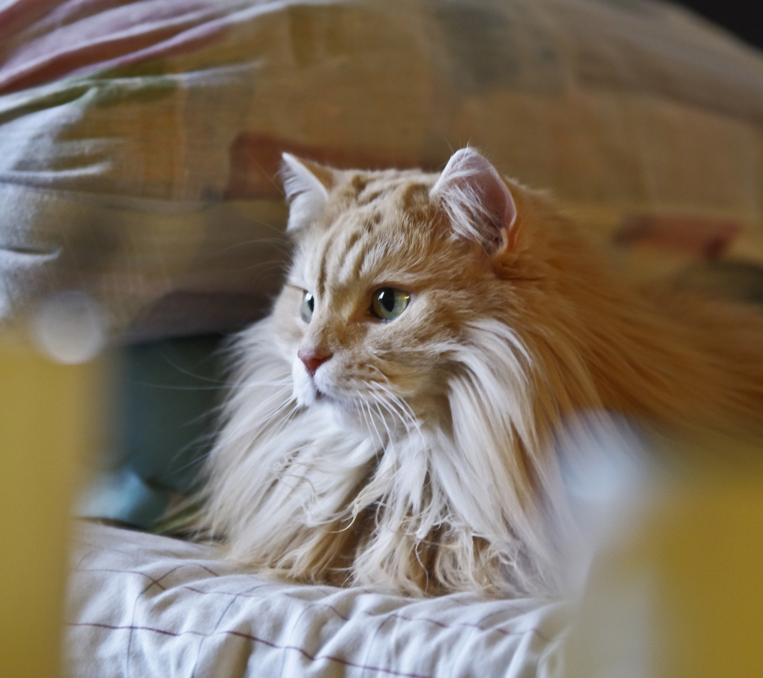 Das Fluffy Golden Cat Wallpaper 1080x960