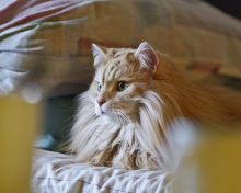 Sfondi Fluffy Golden Cat 220x176