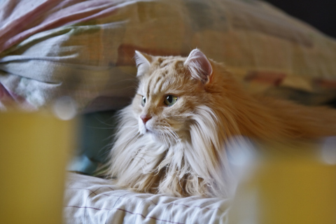 Fondo de pantalla Fluffy Golden Cat 480x320