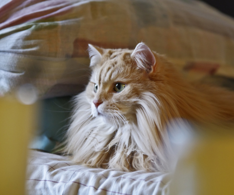 Fluffy Golden Cat screenshot #1 480x400