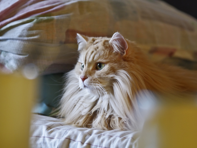 Sfondi Fluffy Golden Cat 640x480