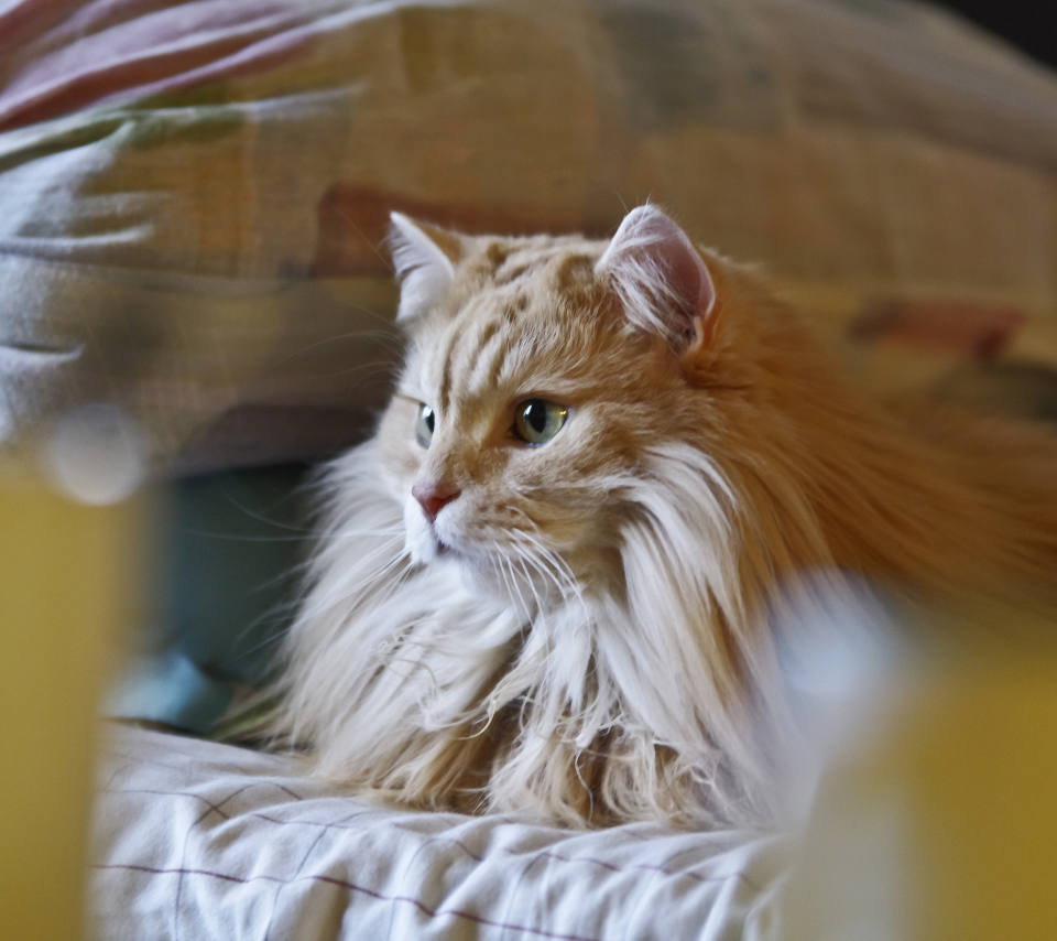 Fondo de pantalla Fluffy Golden Cat 960x854