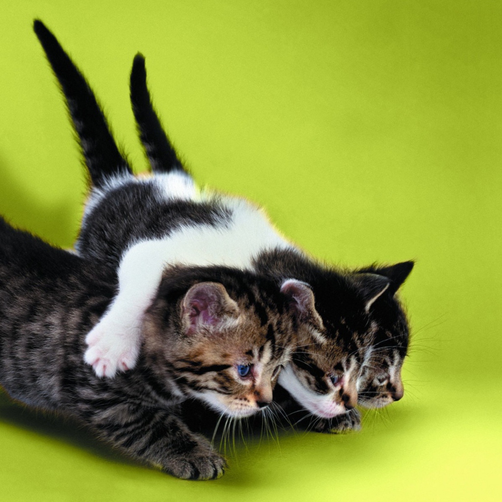 Three Kittens Playing wallpaper 1024x1024