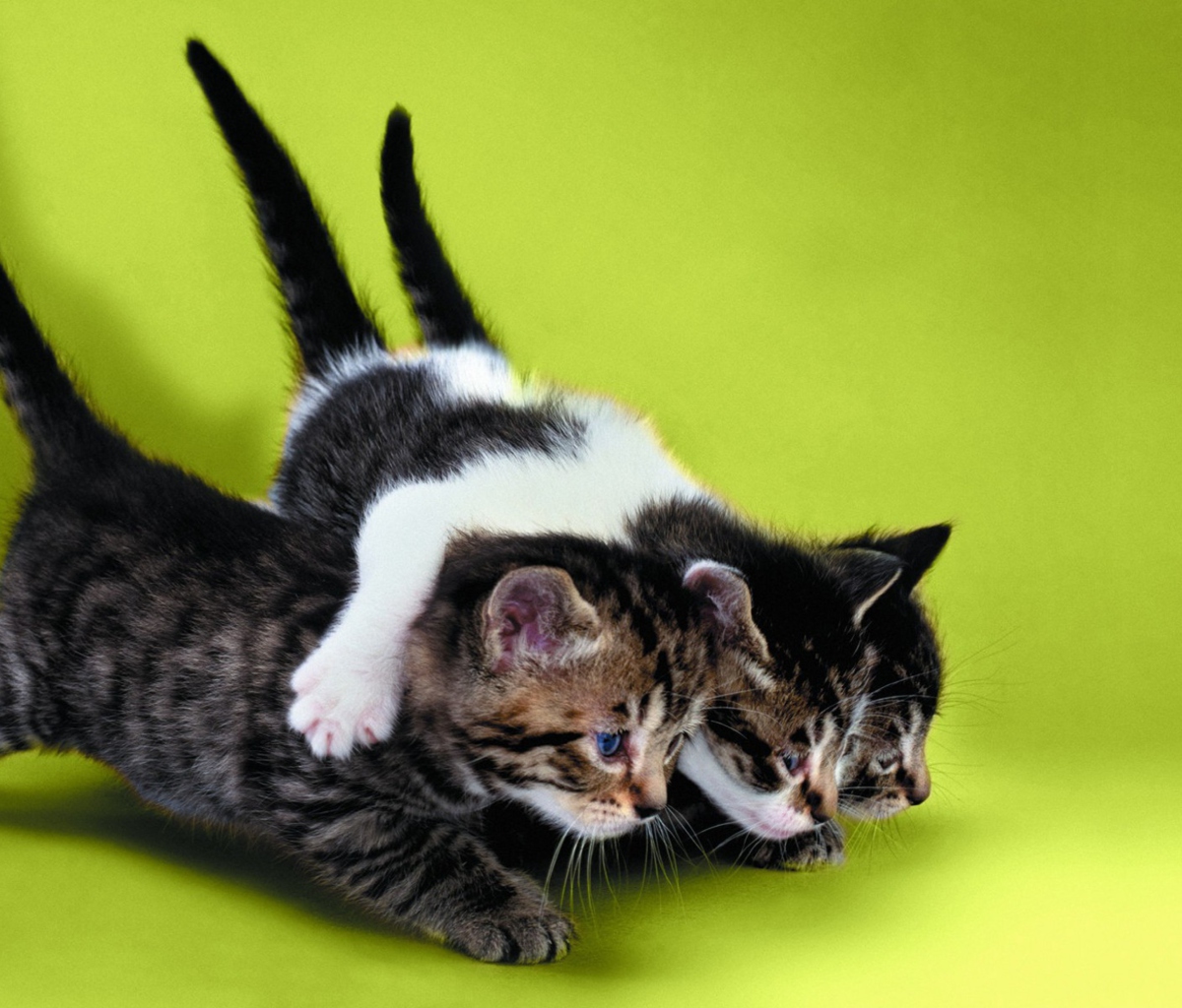 Three Kittens Playing wallpaper 1200x1024
