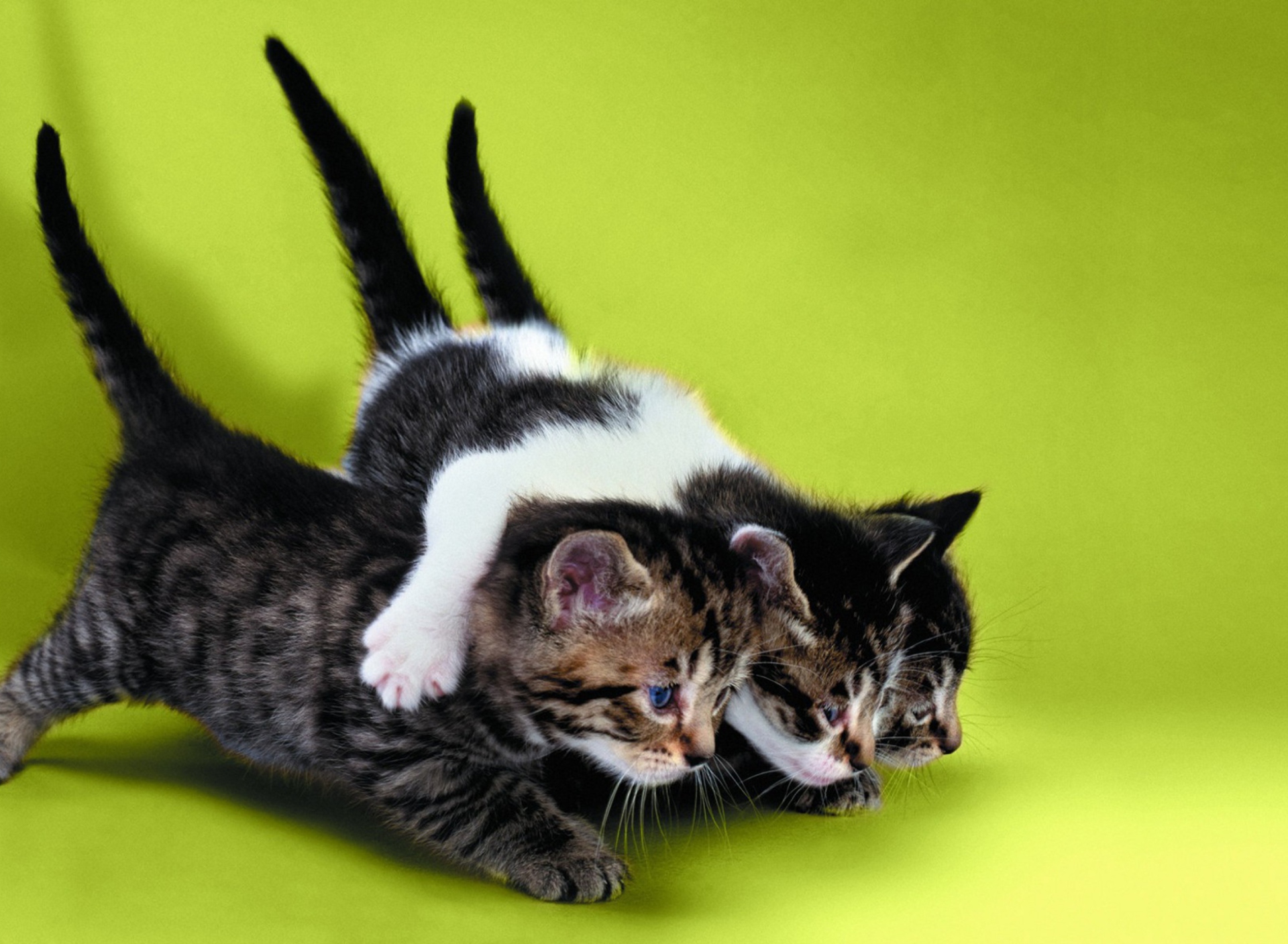 Обои Three Kittens Playing 1920x1408