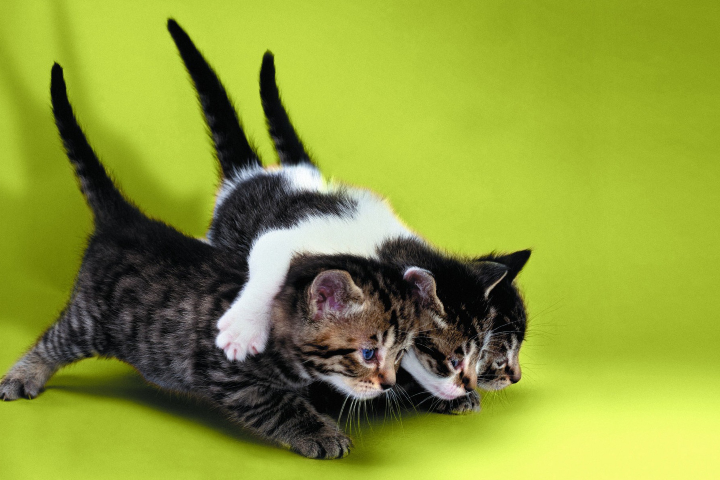 Das Three Kittens Playing Wallpaper 2880x1920