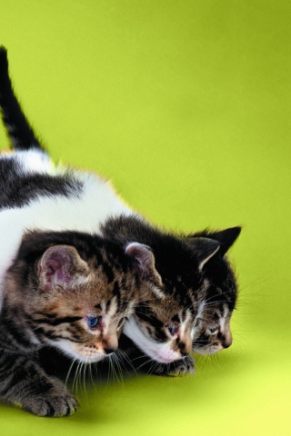 Das Three Kittens Playing Wallpaper 320x480