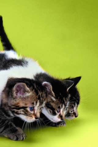 Fondo de pantalla Three Kittens Playing 320x480