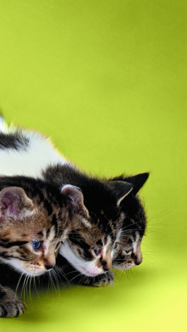 Fondo de pantalla Three Kittens Playing 640x1136