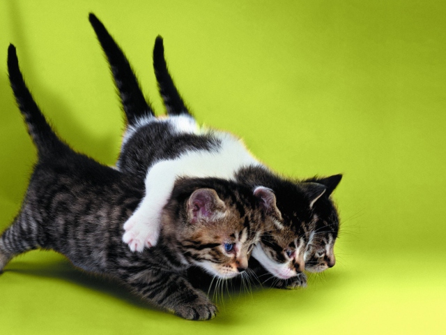 Das Three Kittens Playing Wallpaper 640x480