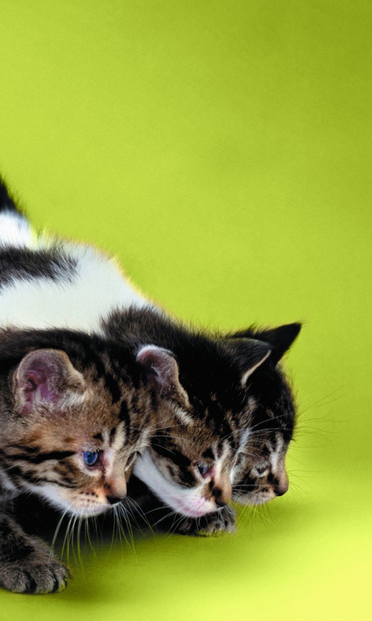 Three Kittens Playing wallpaper 768x1280