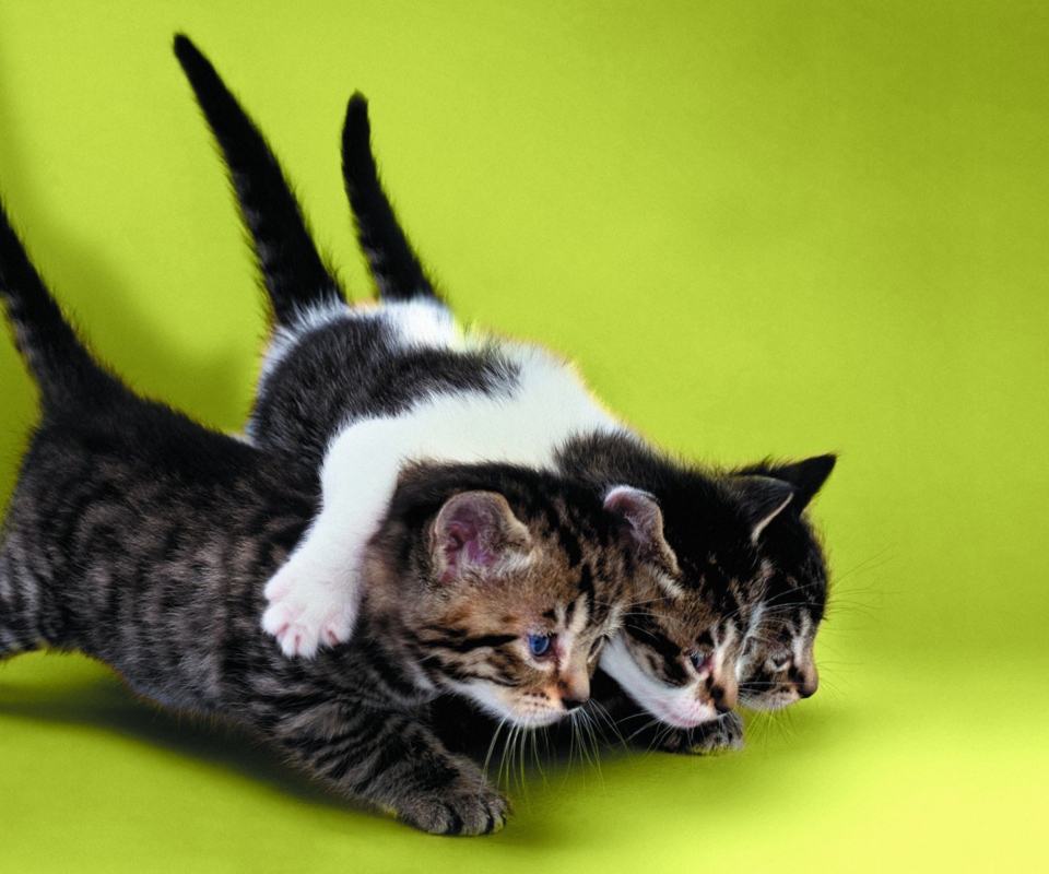 Das Three Kittens Playing Wallpaper 960x800