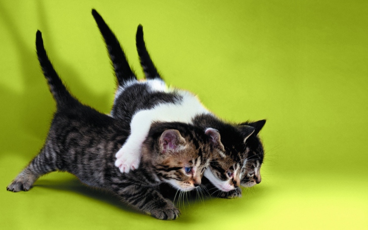 Fondo de pantalla Three Kittens Playing