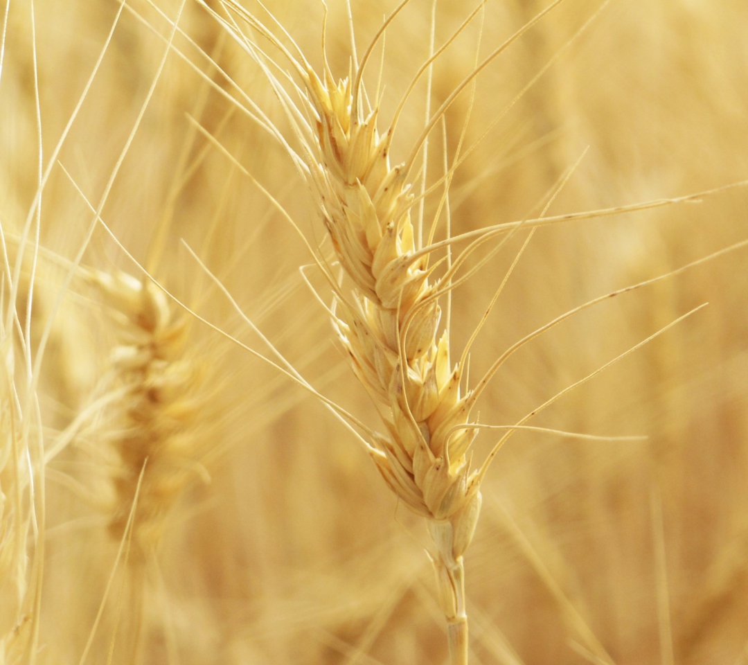 Wheat Spikes wallpaper 1080x960