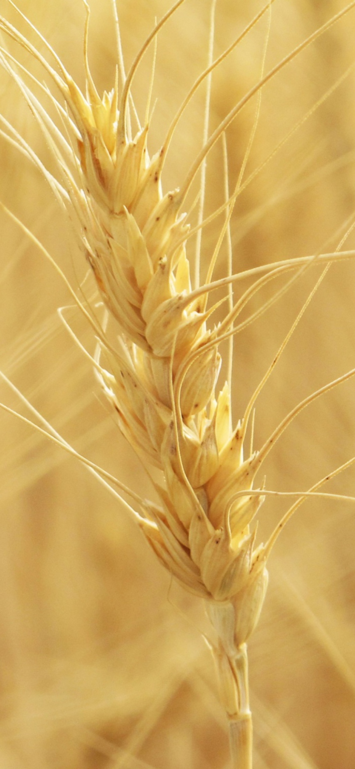 Sfondi Wheat Spikes 1170x2532