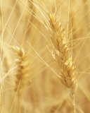 Screenshot №1 pro téma Wheat Spikes 128x160