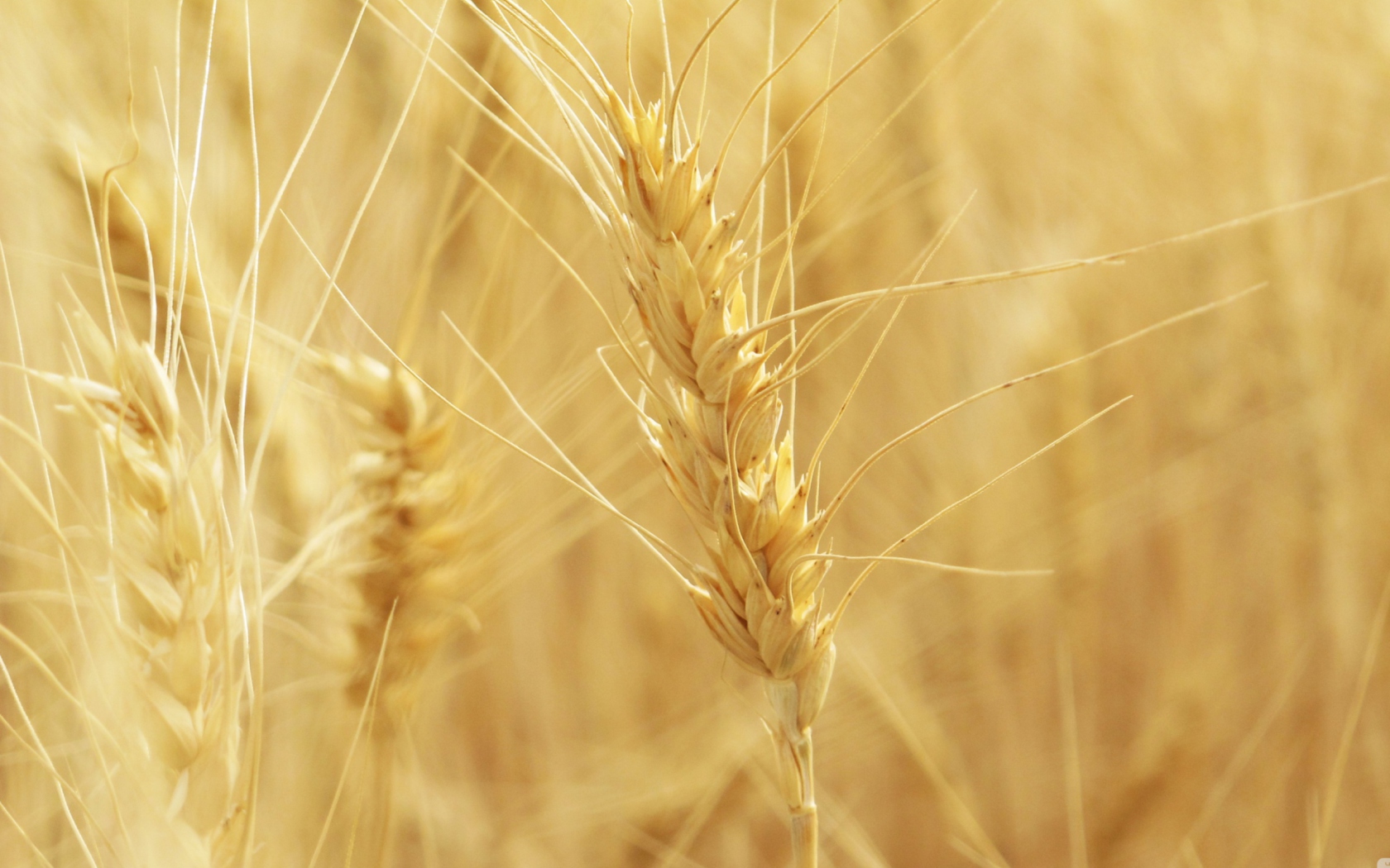 Sfondi Wheat Spikes 1680x1050