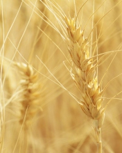 Screenshot №1 pro téma Wheat Spikes 176x220