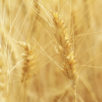 Wheat Spikes screenshot #1 208x208