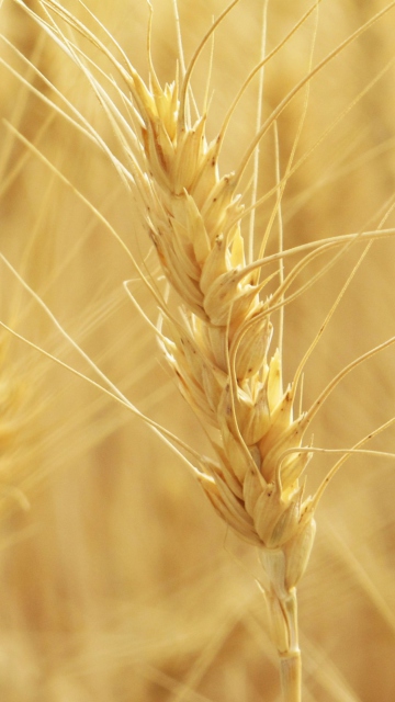 Wheat Spikes screenshot #1 360x640