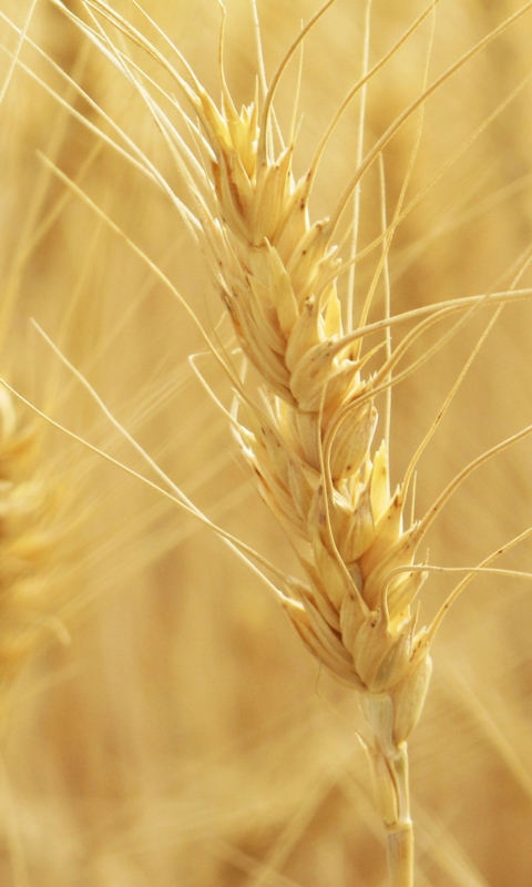 Wheat Spikes wallpaper 480x800