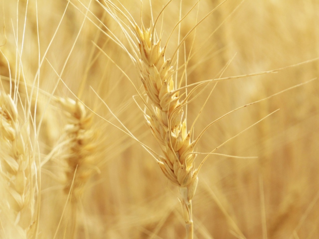 Das Wheat Spikes Wallpaper 640x480