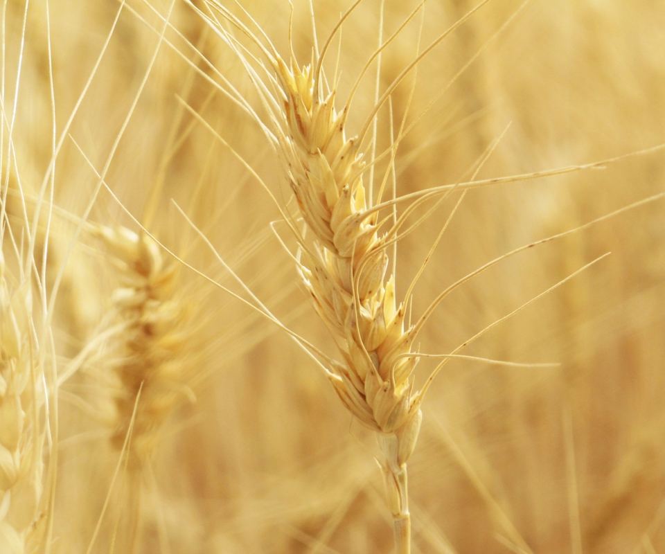 Обои Wheat Spikes 960x800