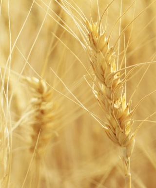 Wheat Spikes - Obrázkek zdarma pro 480x800