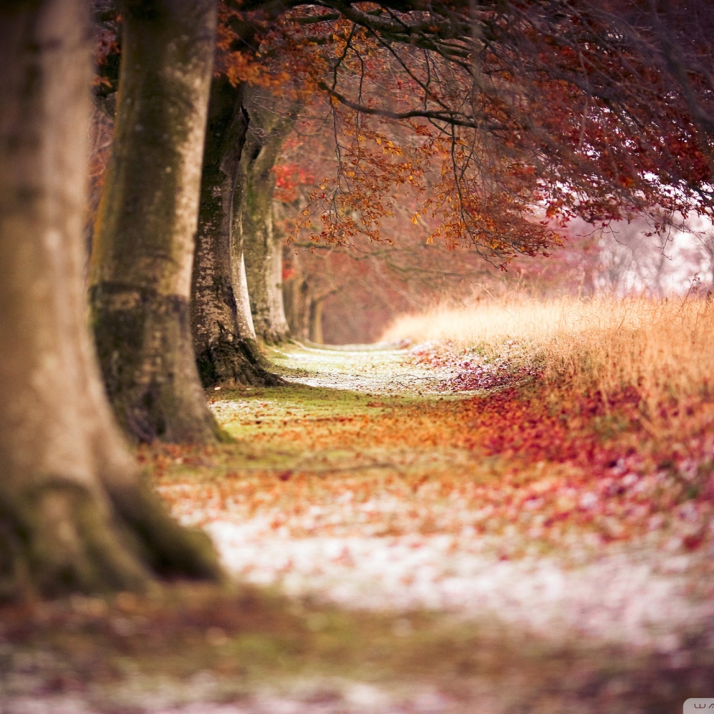 Sfondi Magical Autumn Forest 1024x1024